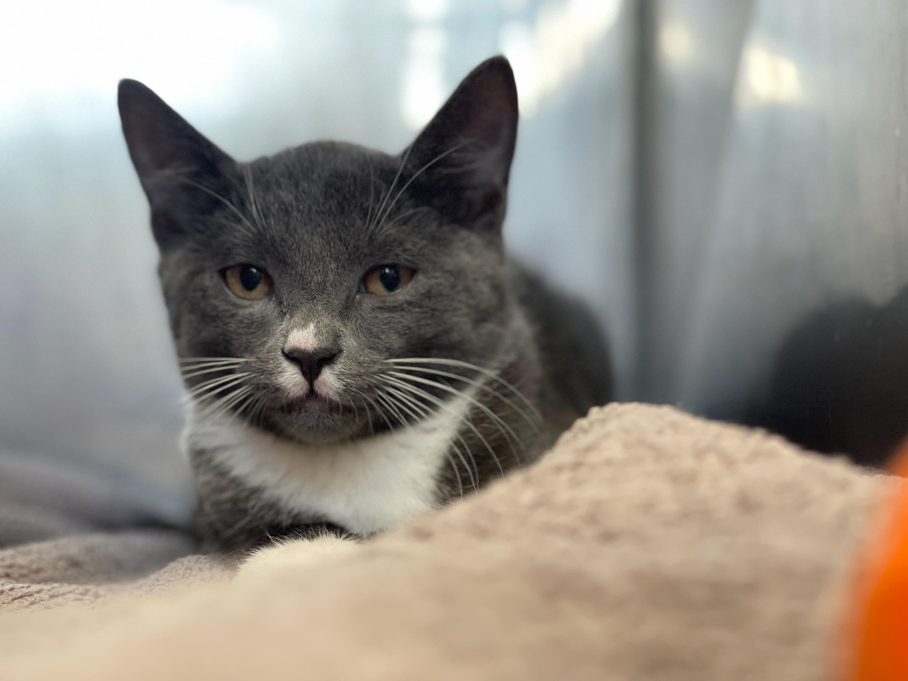Kalabar, Adoptable, Kitten Male Domestic Short Hair.