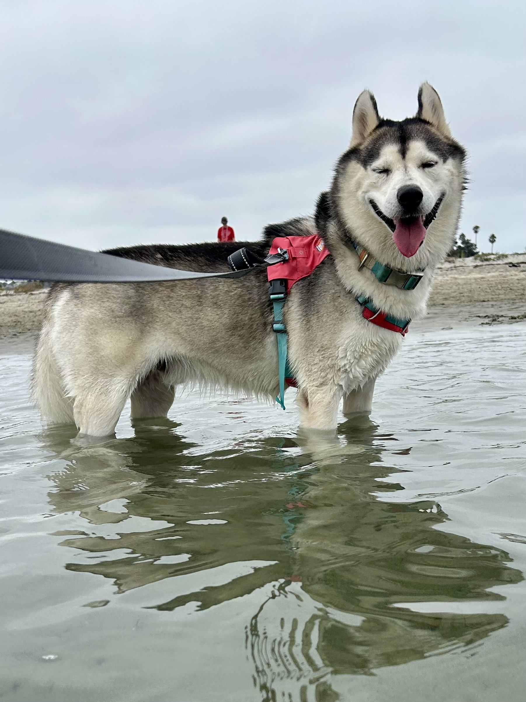 Dog for adoption Arlen, a Husky in San Diego , CA Petfinder
