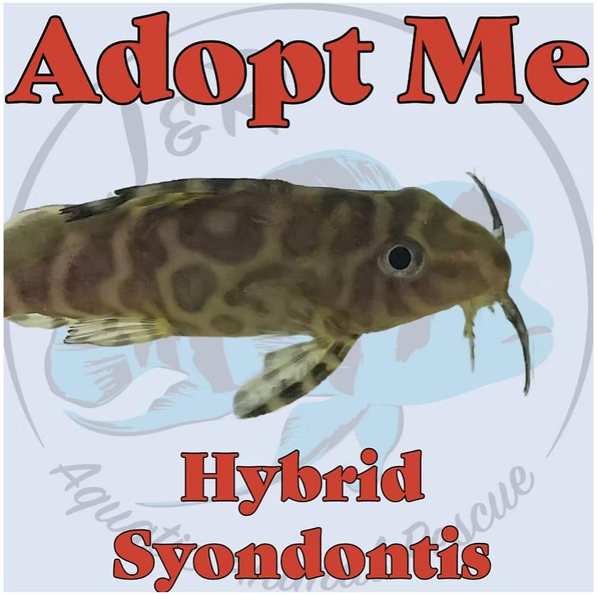 Hybrid Synondontis, Adult Unknown unknown
