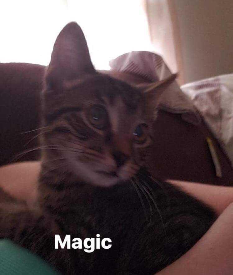 Magic, a Adopted Domestic Short Hair in Greenville, SC image 2/2
