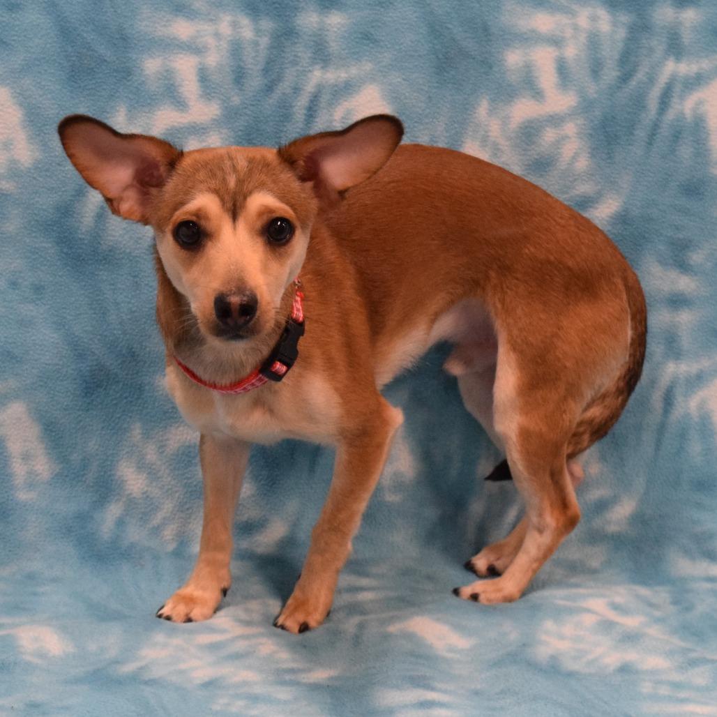 Billy Bob, Adoptable, Adult Male Chihuahua & Mixed Breed.