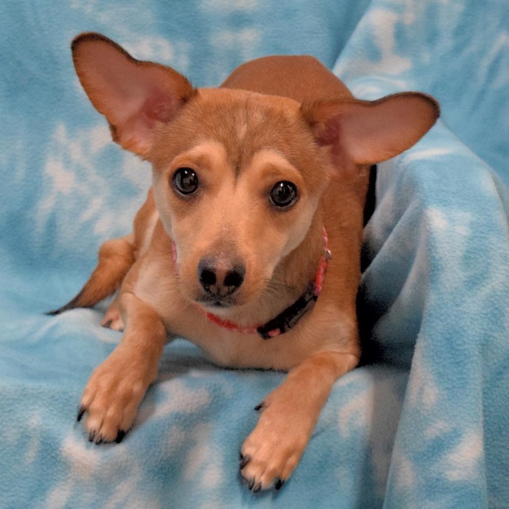 Billy Bob, a Adoptable mixed breed in Eureka, CA image 2/3