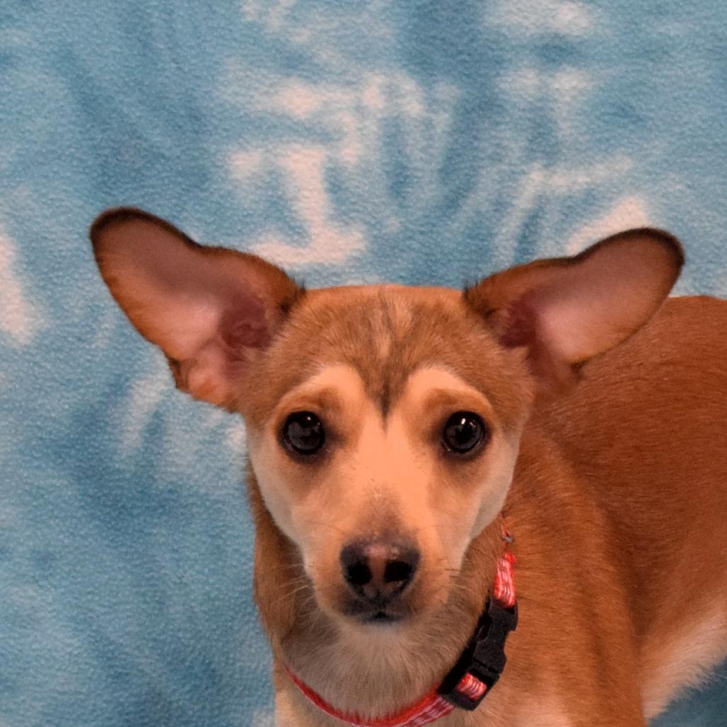 Billy Bob, a Adoptable mixed breed in Eureka, CA image 3/3