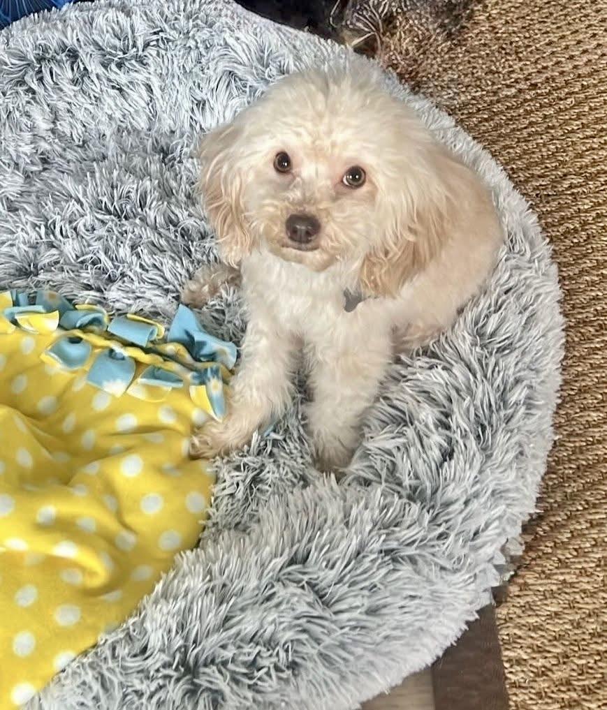 Chase, ADOPTABLE, Young Male Miniature Poodle.