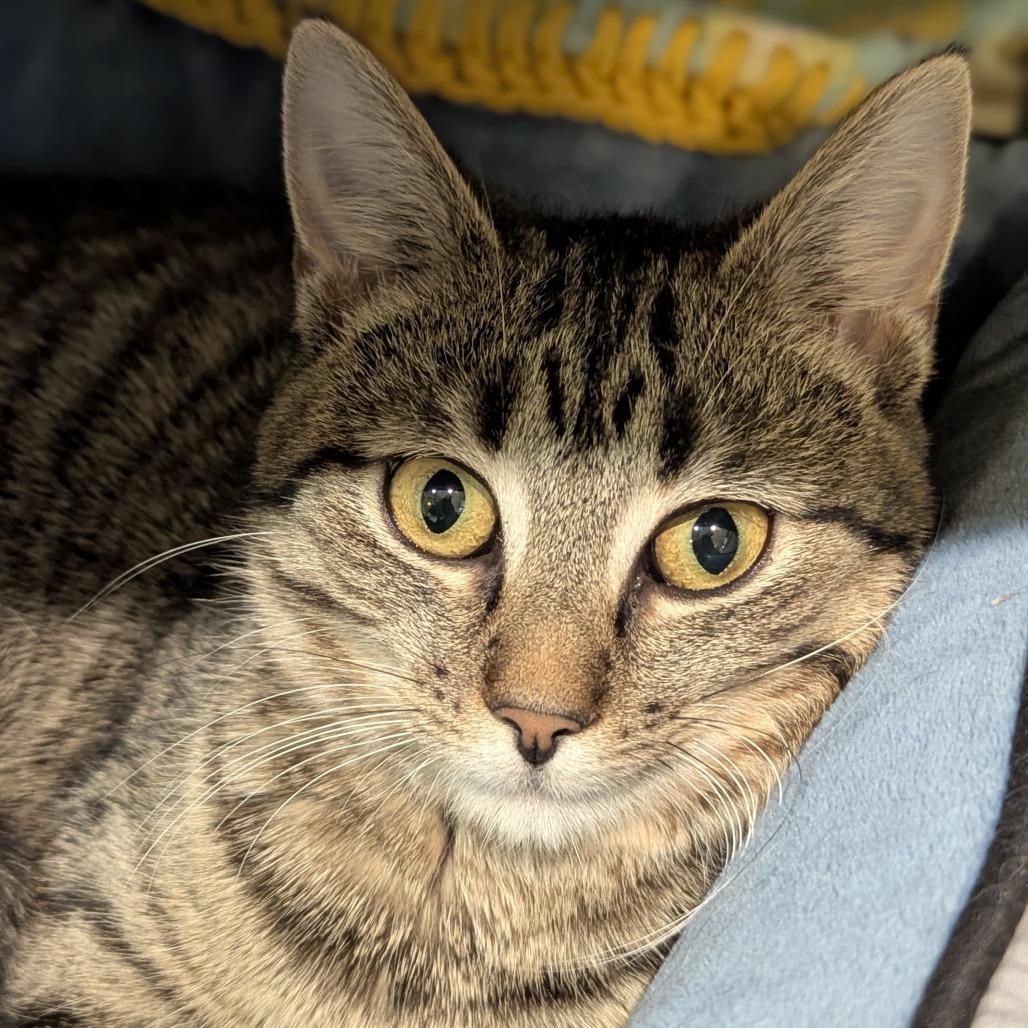 Enlarge Boo, a ADOPTABLE Domestic Short Hair in Fenton, MI image 1/1