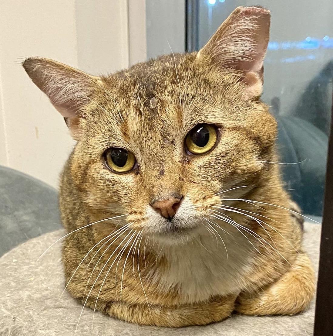 Panache, an adopted mixed breed in Woodbridge, ON image 2/6
