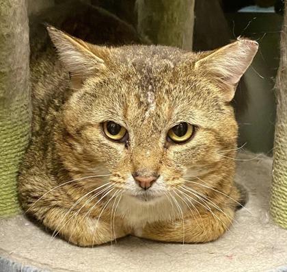 Panache, an adopted mixed breed in Woodbridge, ON image 3/6
