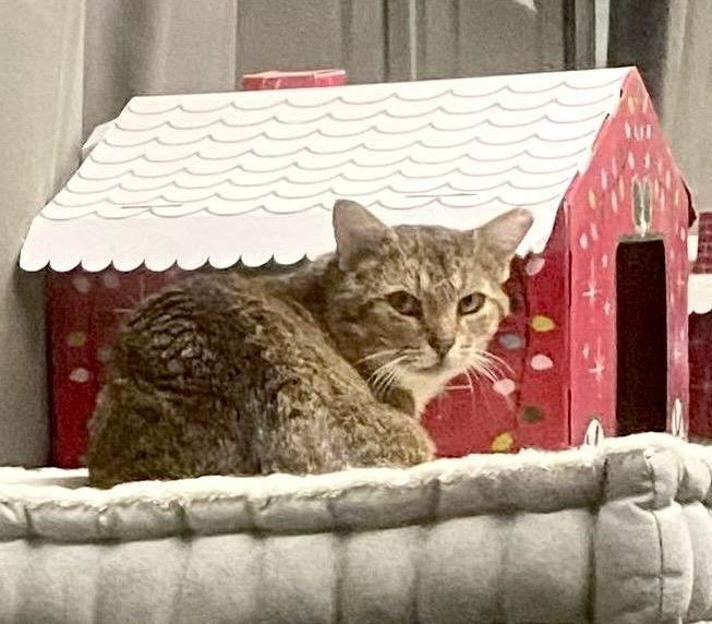 Panache, an adopted mixed breed in Woodbridge, ON image 4/6