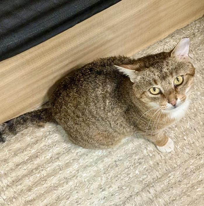 Panache, an adopted mixed breed in Woodbridge, ON image 1/6