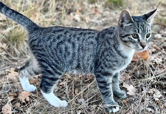 Enlarge Pickles & Oliver, a Adoptable Tabby in Hood River, OR image 4/6