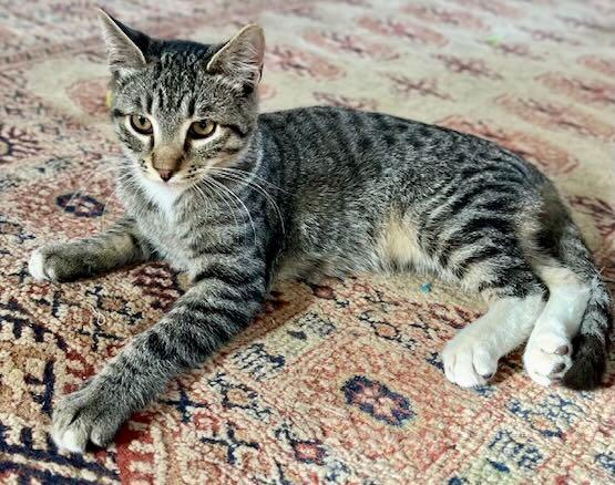 Enlarge Pickles & Oliver, a Adoptable Tabby in Hood River, OR image 2/6