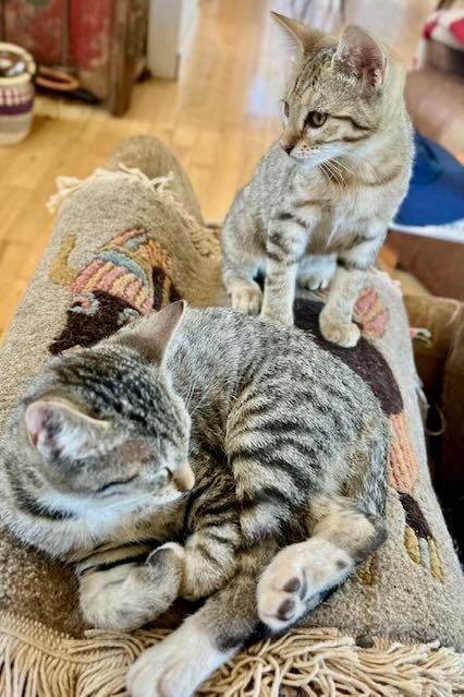 Enlarge Pickles & Oliver, a Adoptable Tabby in Hood River, OR image 6/6