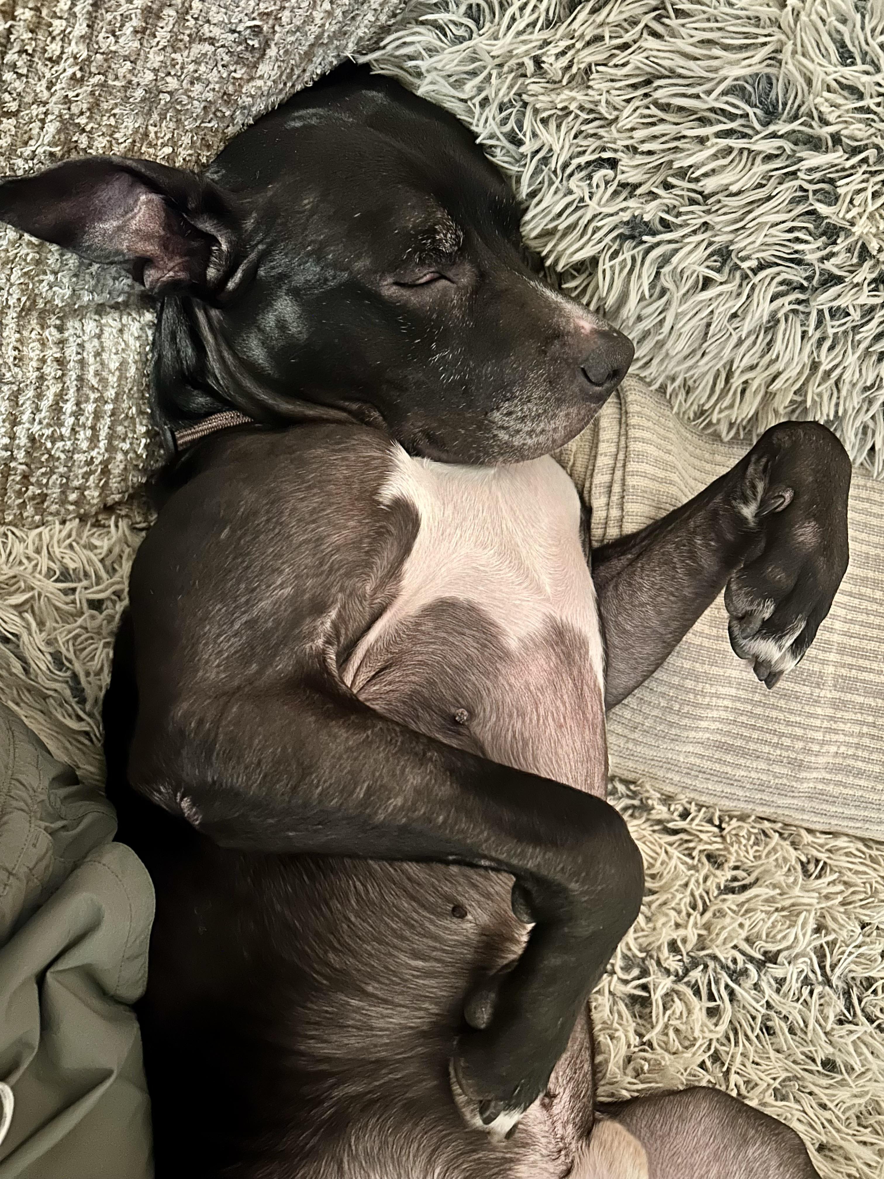 Hercules, a Adoptable mixed breed in East Moriches, NY image 6/6