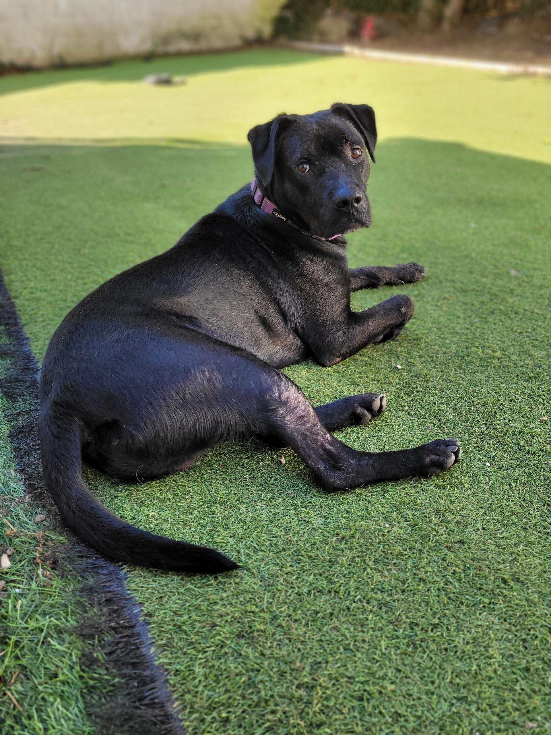 Enlarge Hercules, a Adoptable mixed breed in East Moriches, NY image 5/6