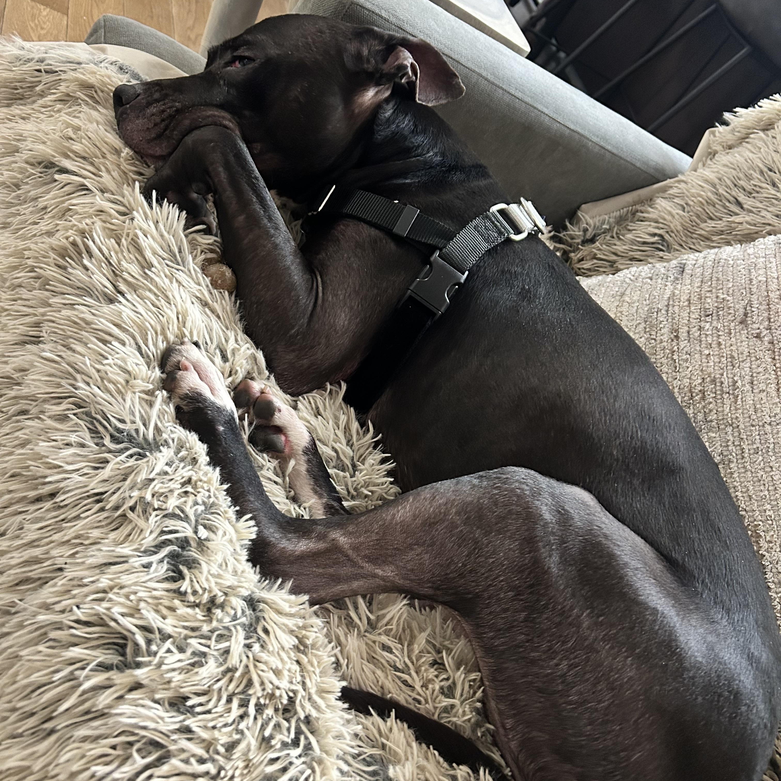 Hercules, Adoptable, Adult Male Staffordshire Bull Terrier & Labrador Retriever.