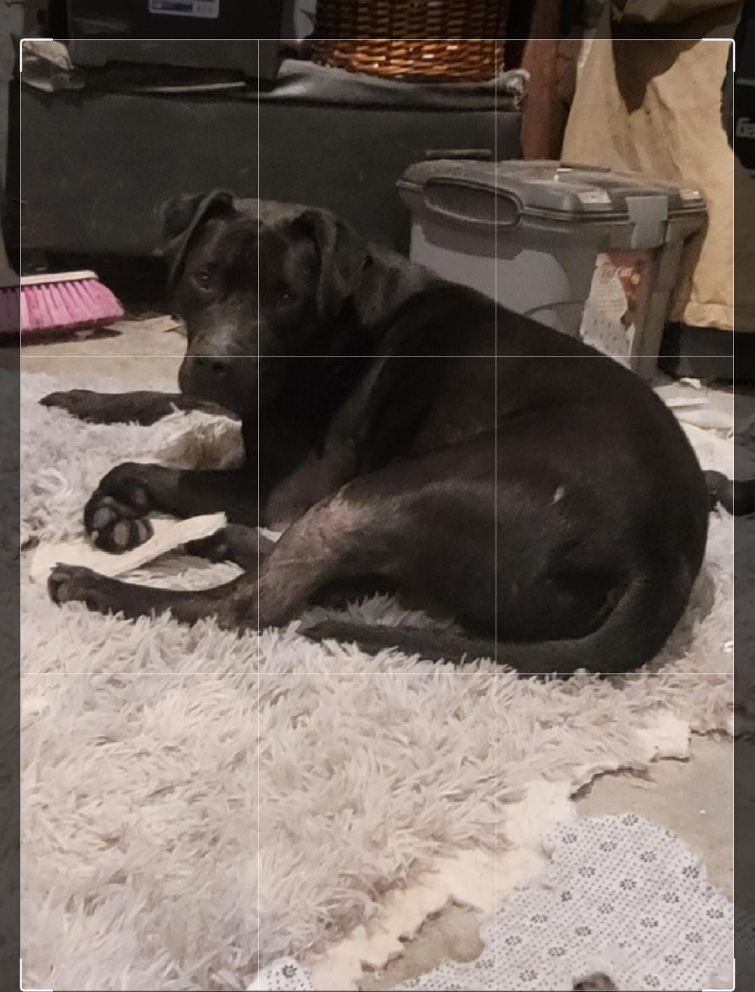 Enlarge Hercules, a Adoptable mixed breed in East Moriches, NY image 4/6