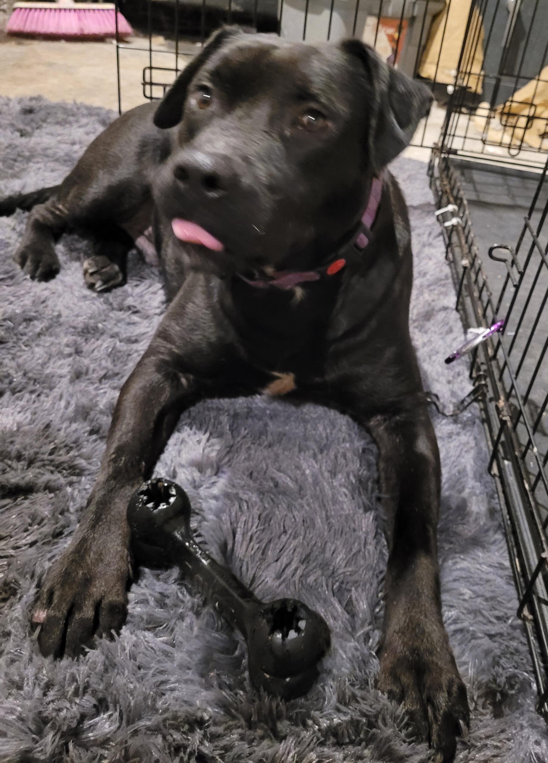 Enlarge Hercules, a Adoptable mixed breed in East Moriches, NY image 6/6