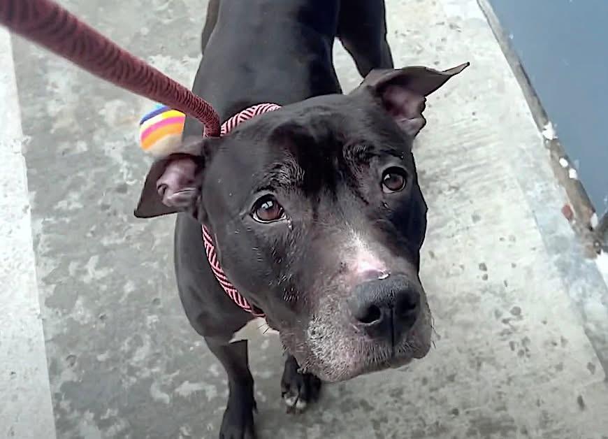 Hercules, a Adoptable mixed breed in East Moriches, NY image 5/6