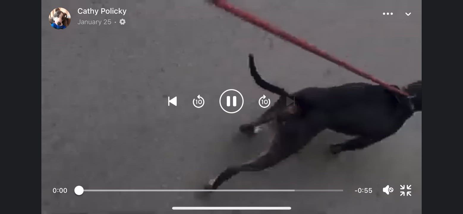 Enlarge Hercules, a Adoptable mixed breed in East Moriches, NY video 2/6