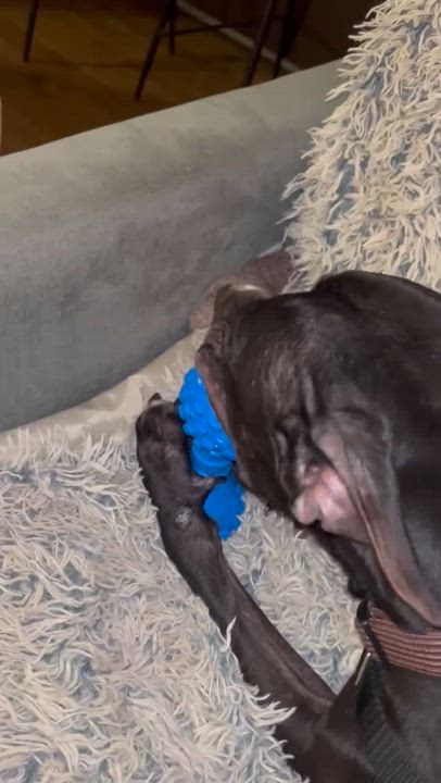 Enlarge Hercules, a Adoptable mixed breed in East Moriches, NY video 3/6