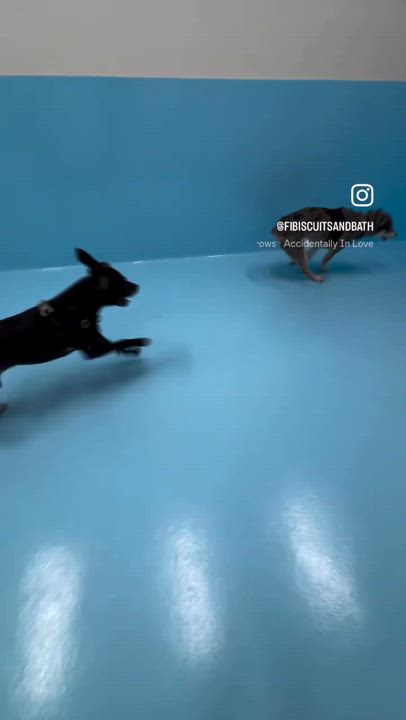 Enlarge Hercules, a Adoptable mixed breed in East Moriches, NY video 4/6