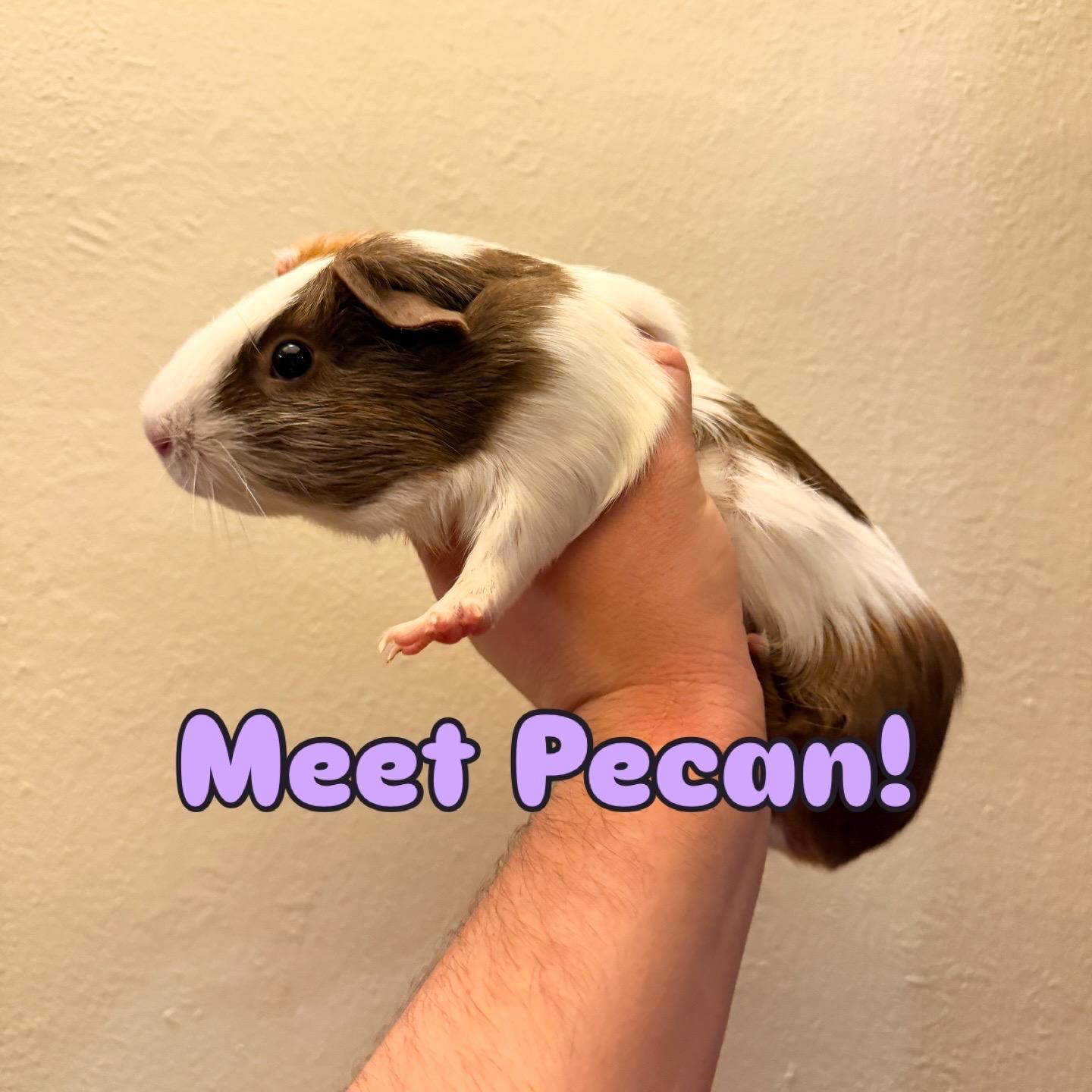 Enlarge Pistachio, Pecan, & Cashew BONDED, a ADOPTABLE Abyssinian in Minneapolis, MN image 2/3