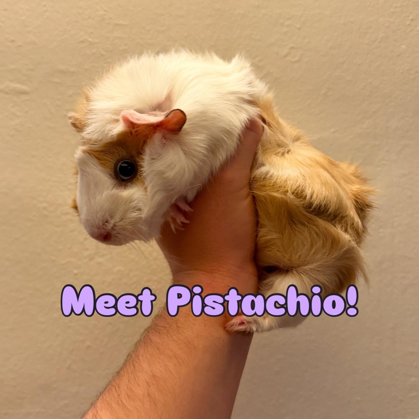 Enlarge Pistachio, Pecan, & Cashew BONDED, a ADOPTABLE Abyssinian in Minneapolis, MN image 1/3