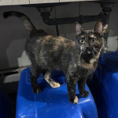 Enlarge Daria, an adopted Domestic Short Hair in Devils Lake, ND image 2/4
