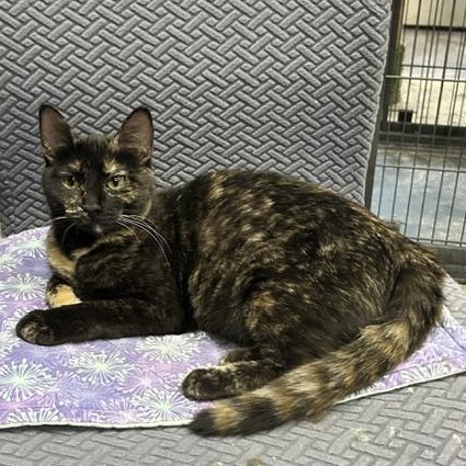 Daria, adopted, Young Female Domestic Short Hair.