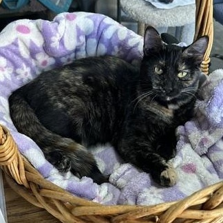 Enlarge Daria, an adopted Domestic Short Hair in Devils Lake, ND image 4/4