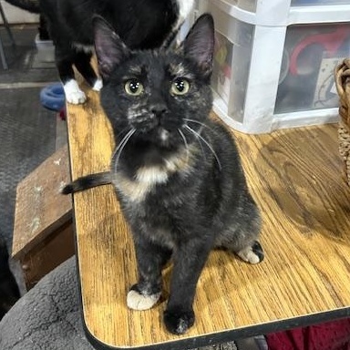 Enlarge Daria, an adopted Domestic Short Hair in Devils Lake, ND image 3/4