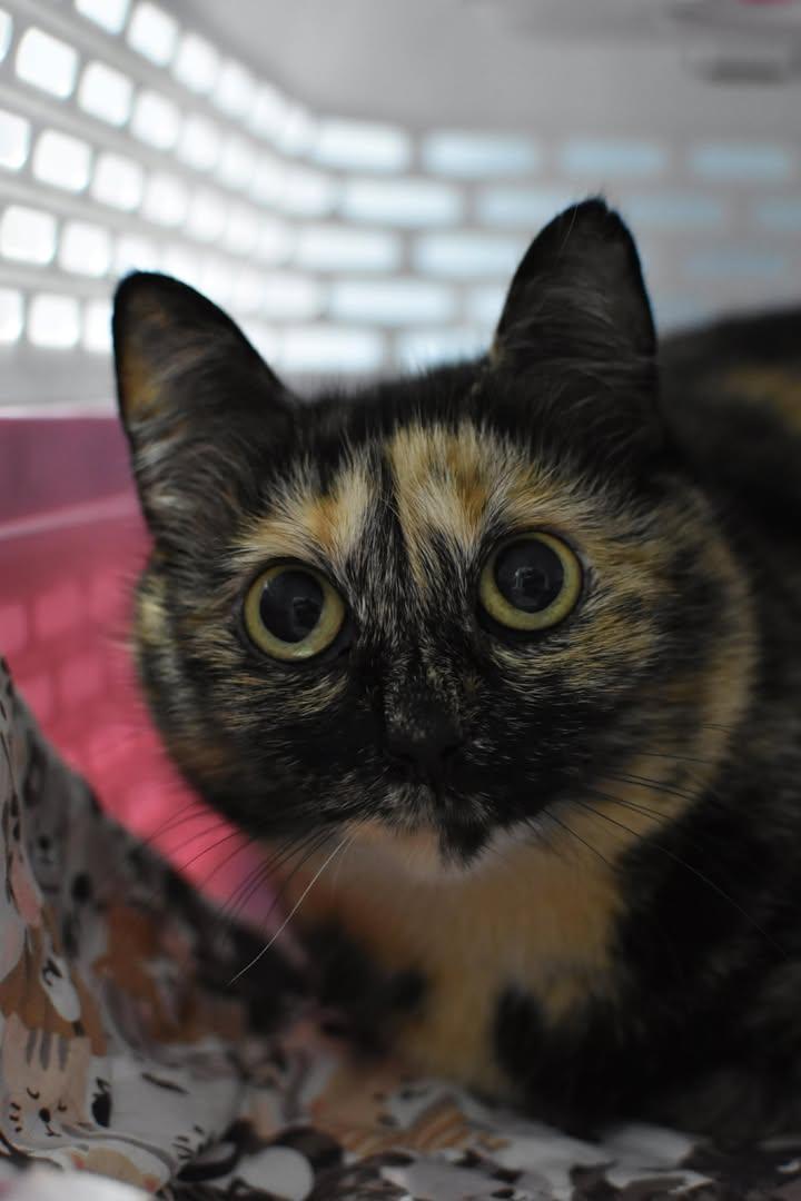 Enlarge Raya, a ADOPTABLE Domestic Short Hair in Mission, BC image 1/1