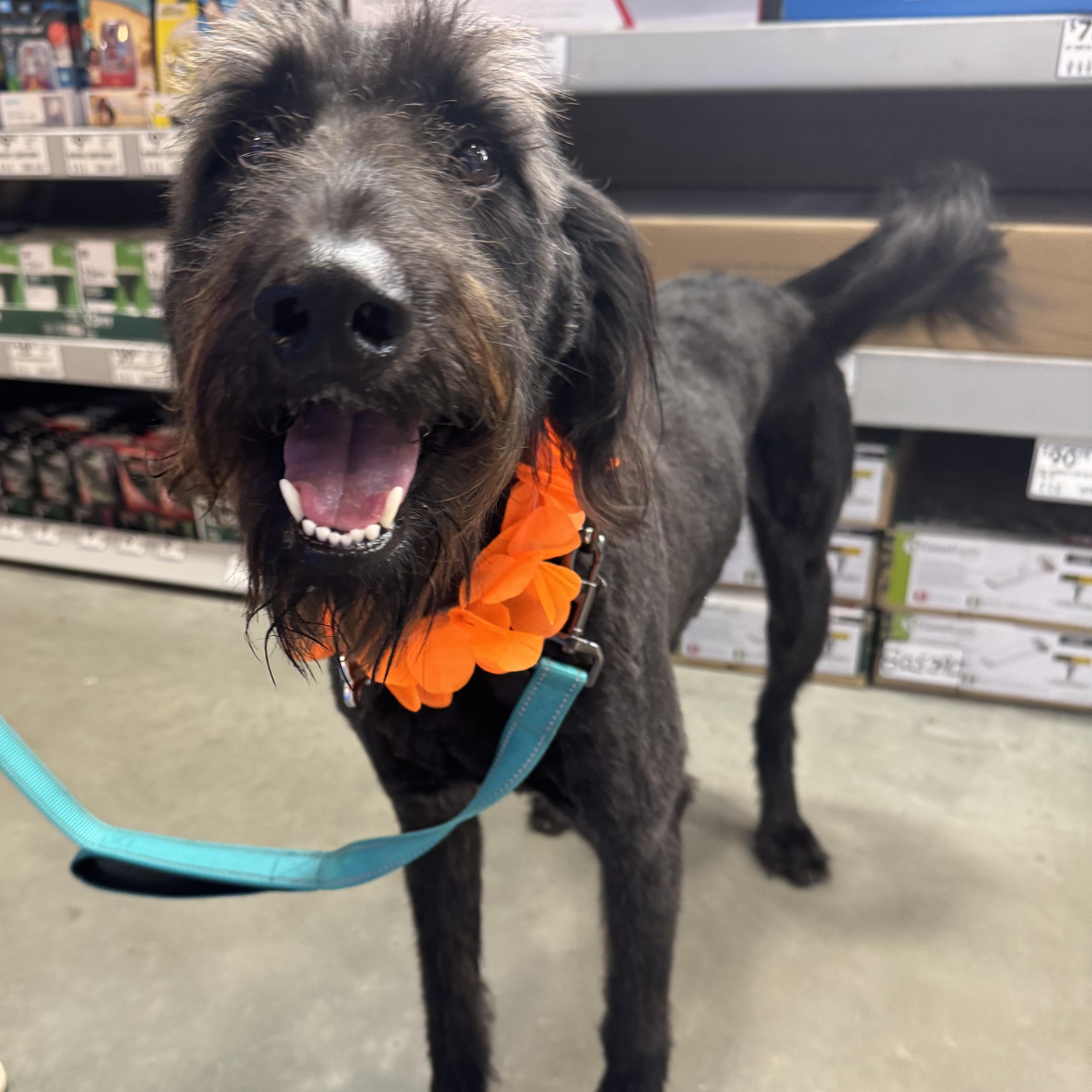 James, ADOPTABLE, Young Male Poodle.