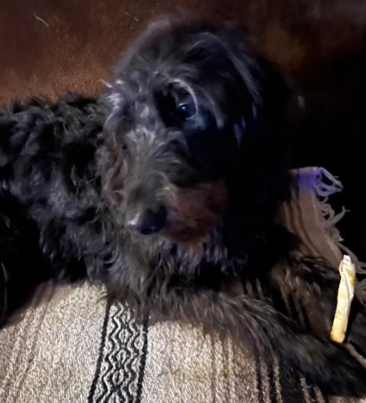 Enlarge James, a ADOPTABLE Poodle in Providence, RI image 2/2