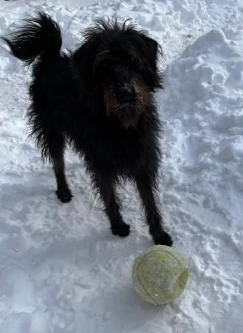 James, ADOPTABLE, Young Male Poodle.