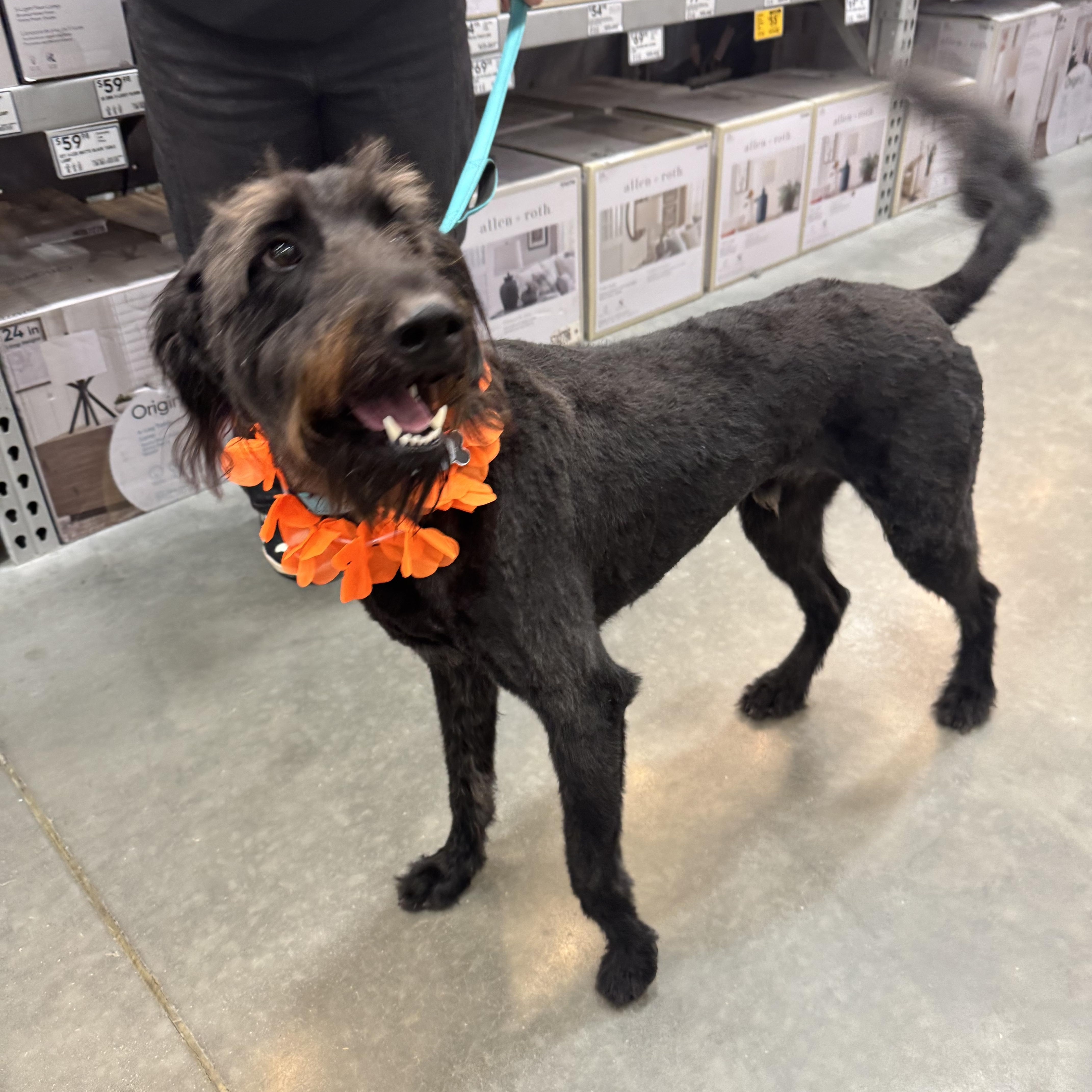 Enlarge James, a ADOPTABLE Poodle in Providence, RI image 3/3