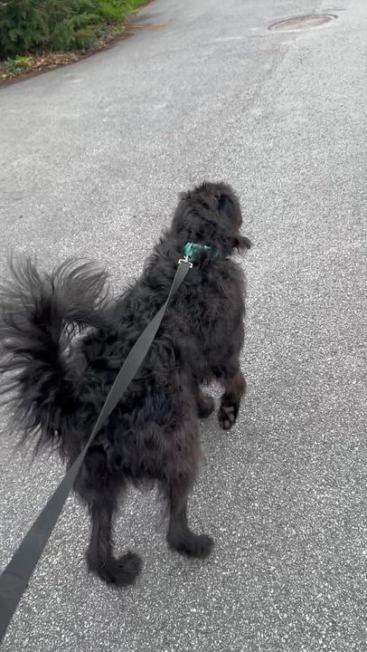Enlarge James, a ADOPTABLE Poodle in Providence, RI video 2/3