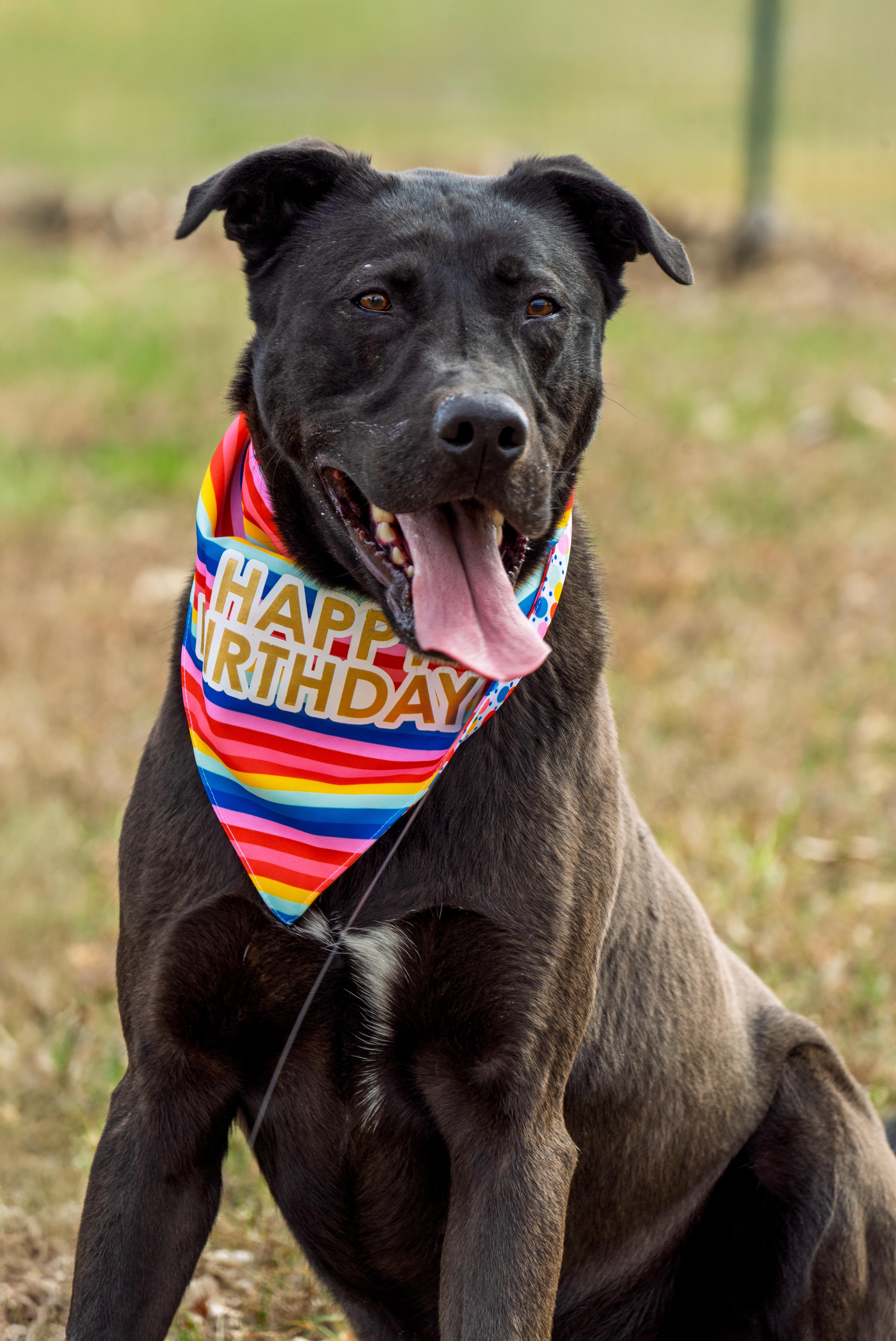 Beckitt, a Adoptable mixed breed in Auburn, NE image 3/4