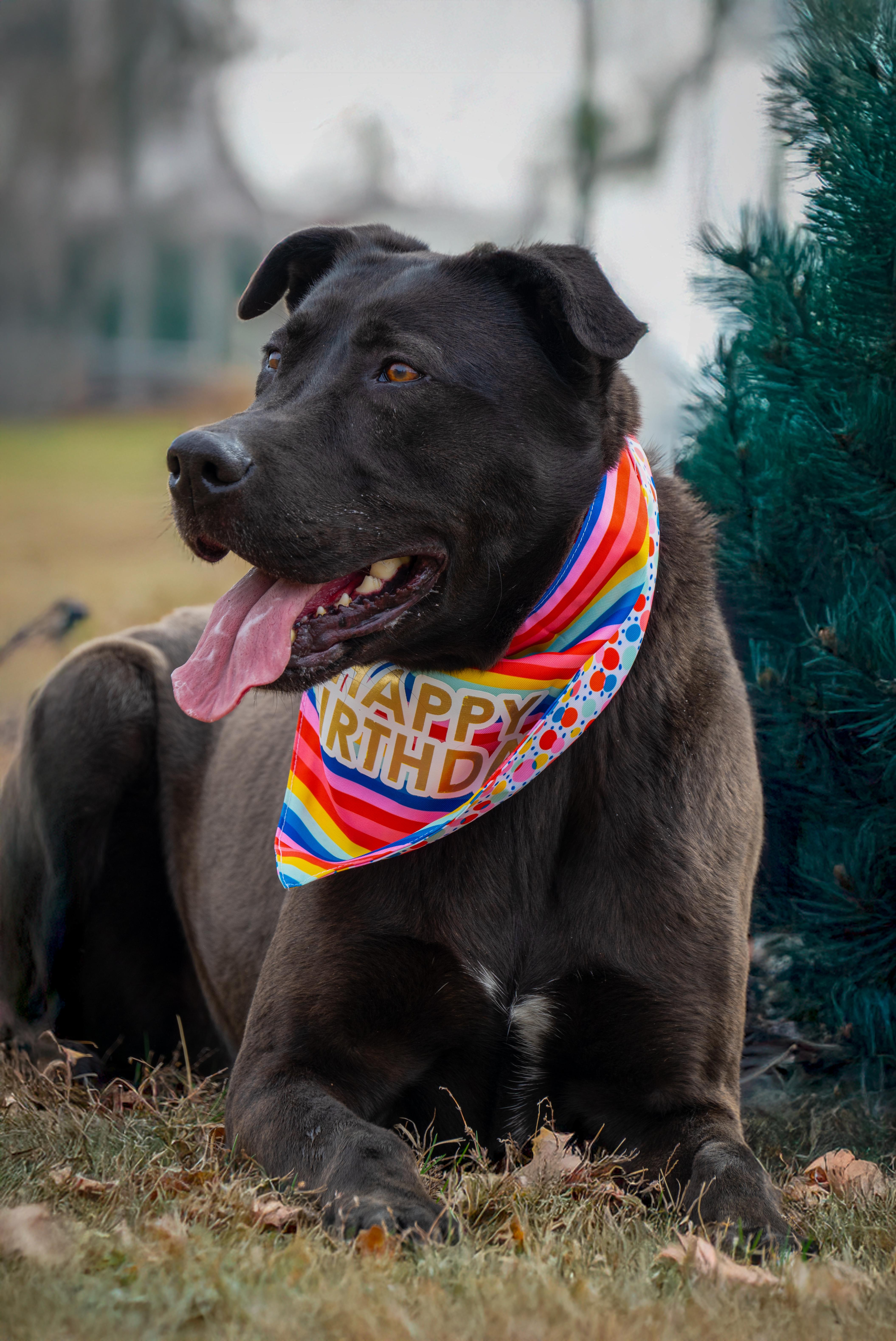 Beckitt, a Adoptable mixed breed in Auburn, NE image 2/4