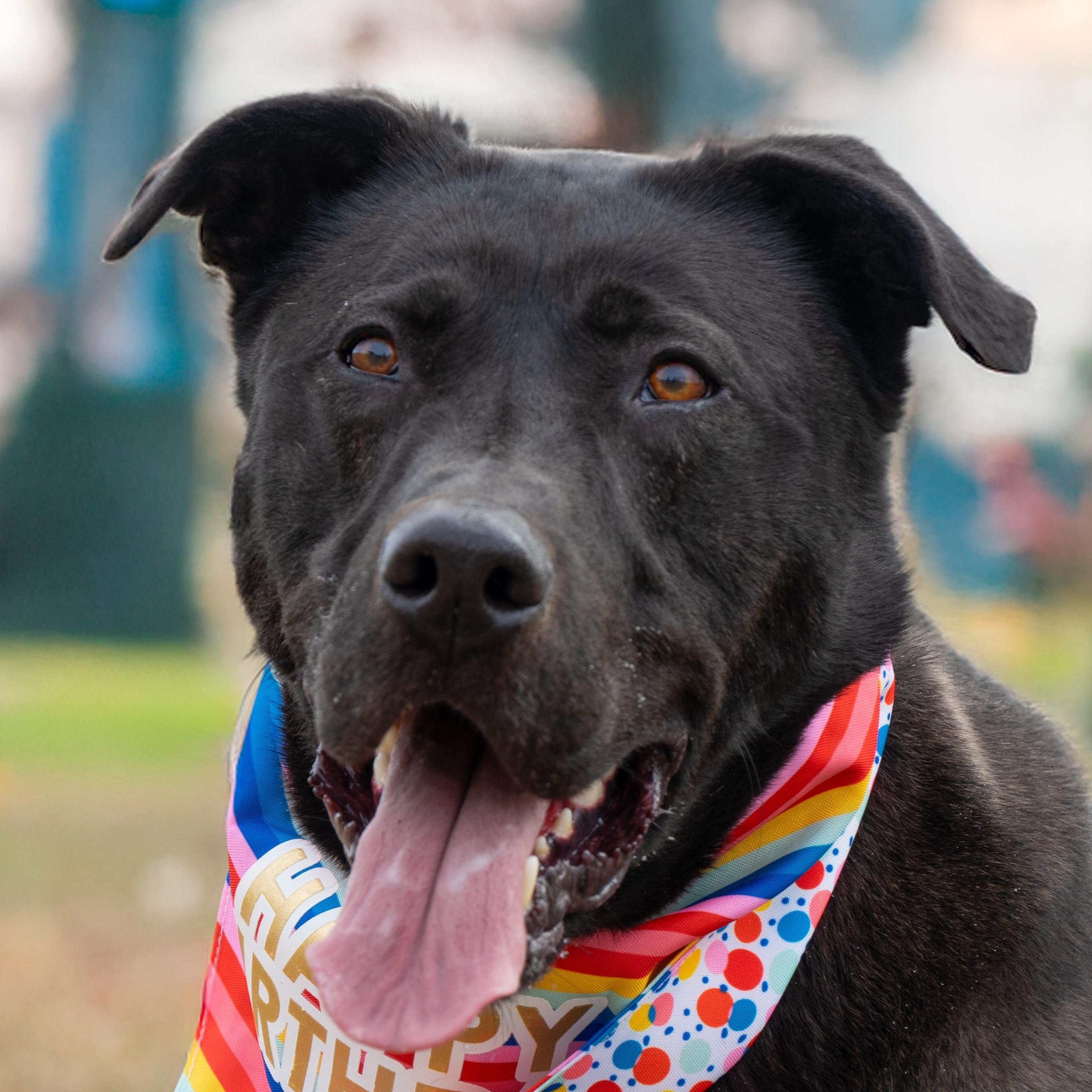 Beckitt, a Adoptable mixed breed in Auburn, NE image 1/4