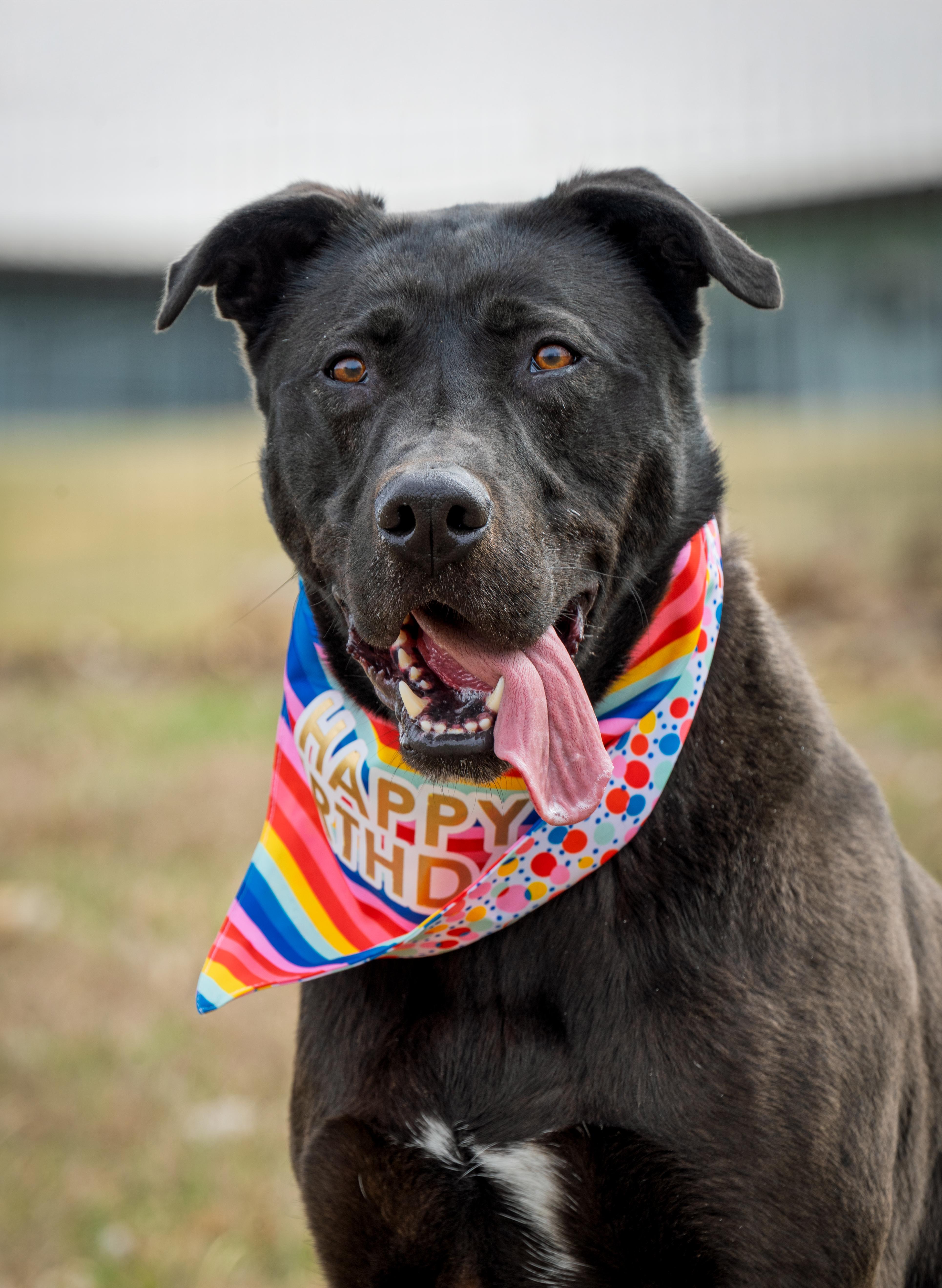 Beckitt, a Adoptable mixed breed in Auburn, NE image 4/4