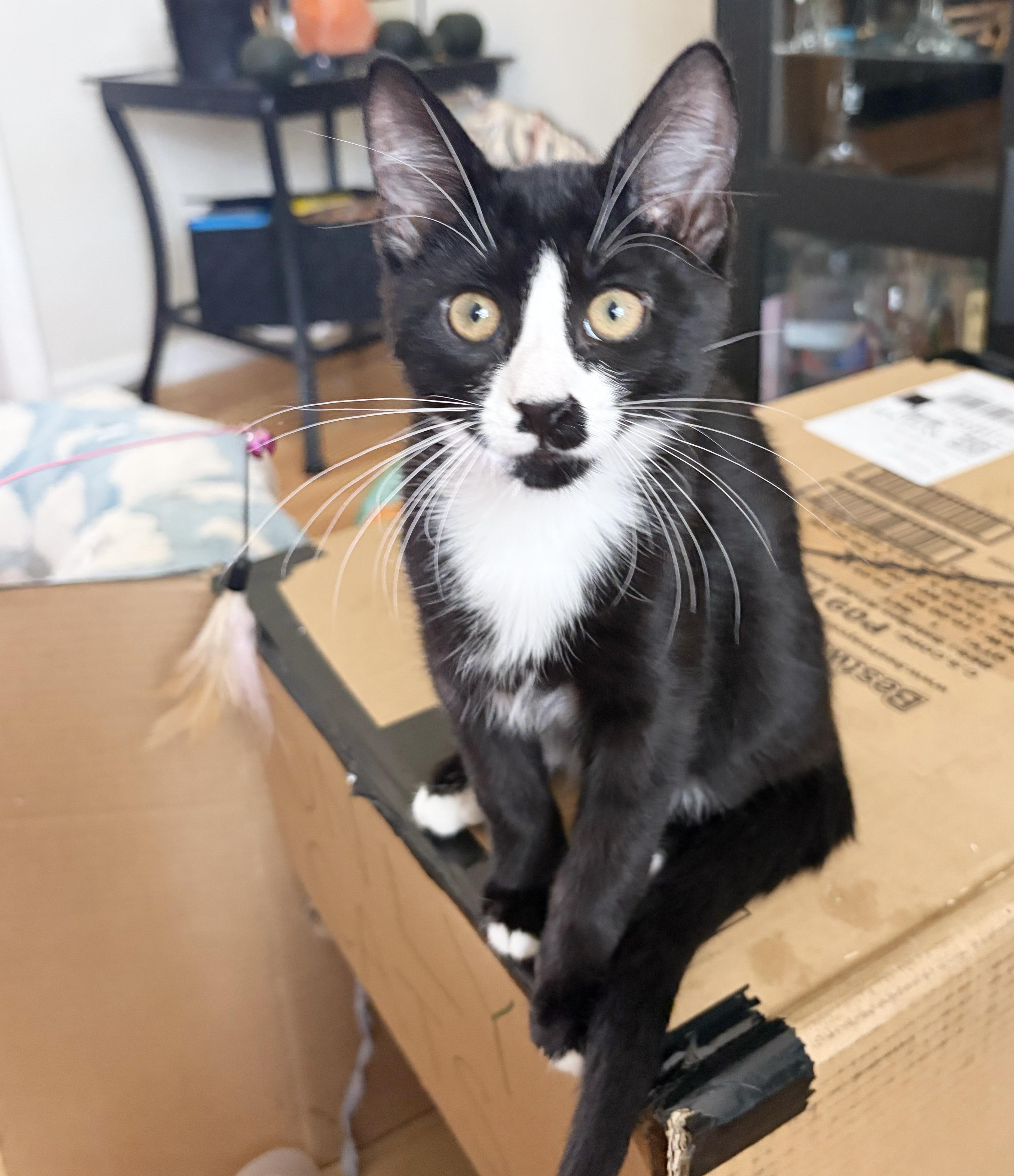 Enlarge Chachi, a Adoptable Domestic Short Hair in Parkville, MO image 4/6