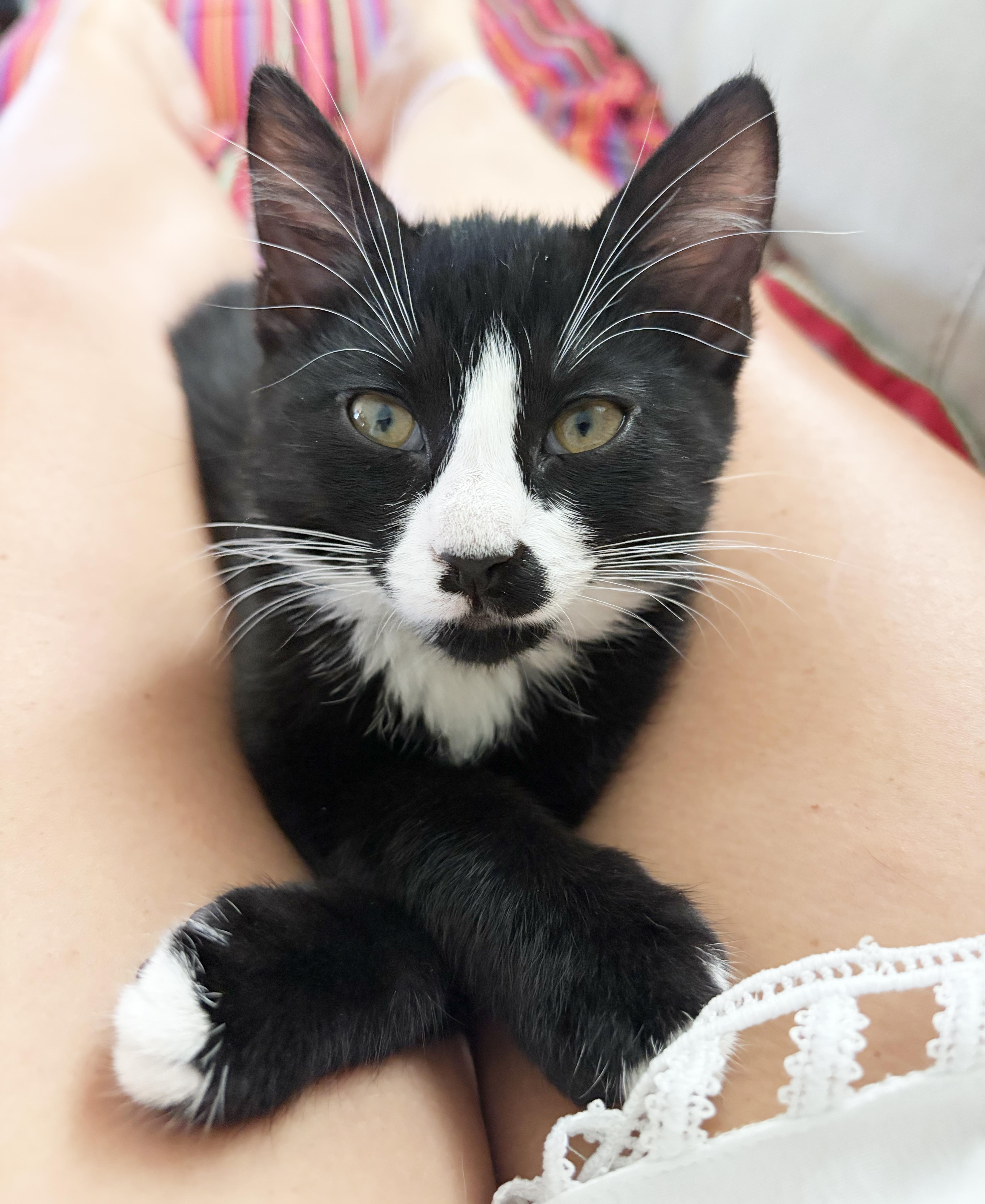 Enlarge Chachi, a Adoptable Domestic Short Hair in Parkville, MO image 1/6