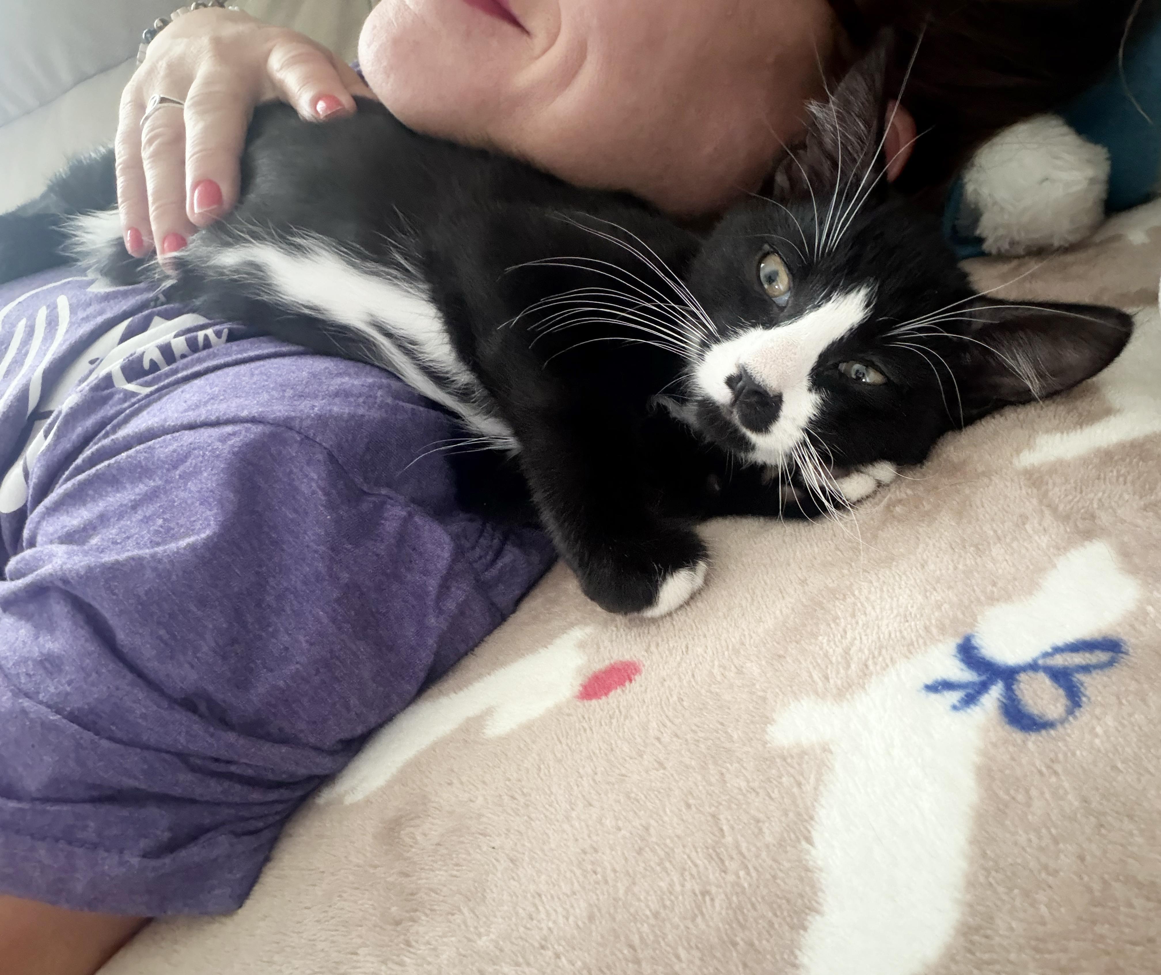 Enlarge Chachi, a Adoptable Domestic Short Hair in Parkville, MO image 3/6