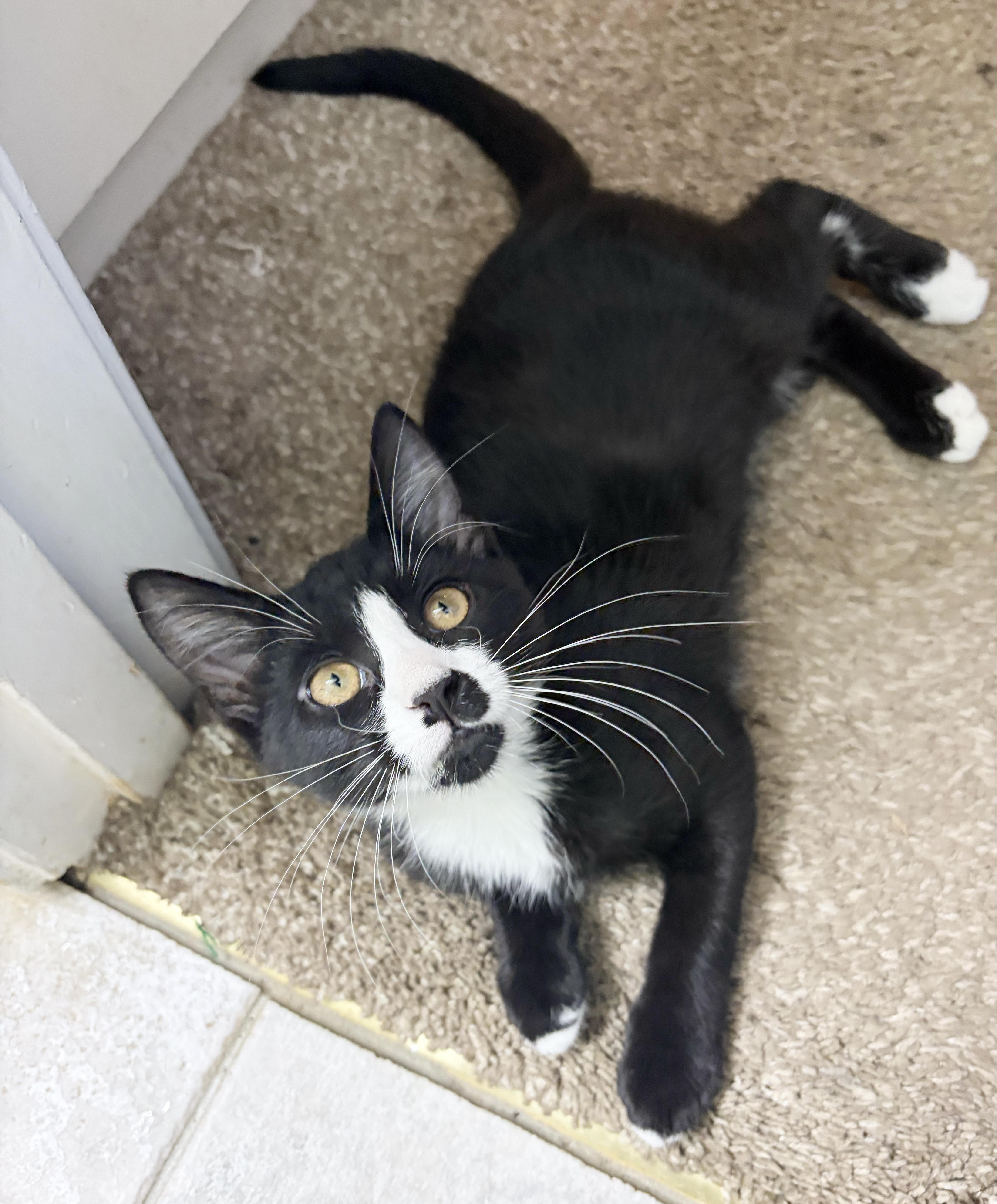 Enlarge Chachi, a Adoptable Domestic Short Hair in Parkville, MO image 2/6