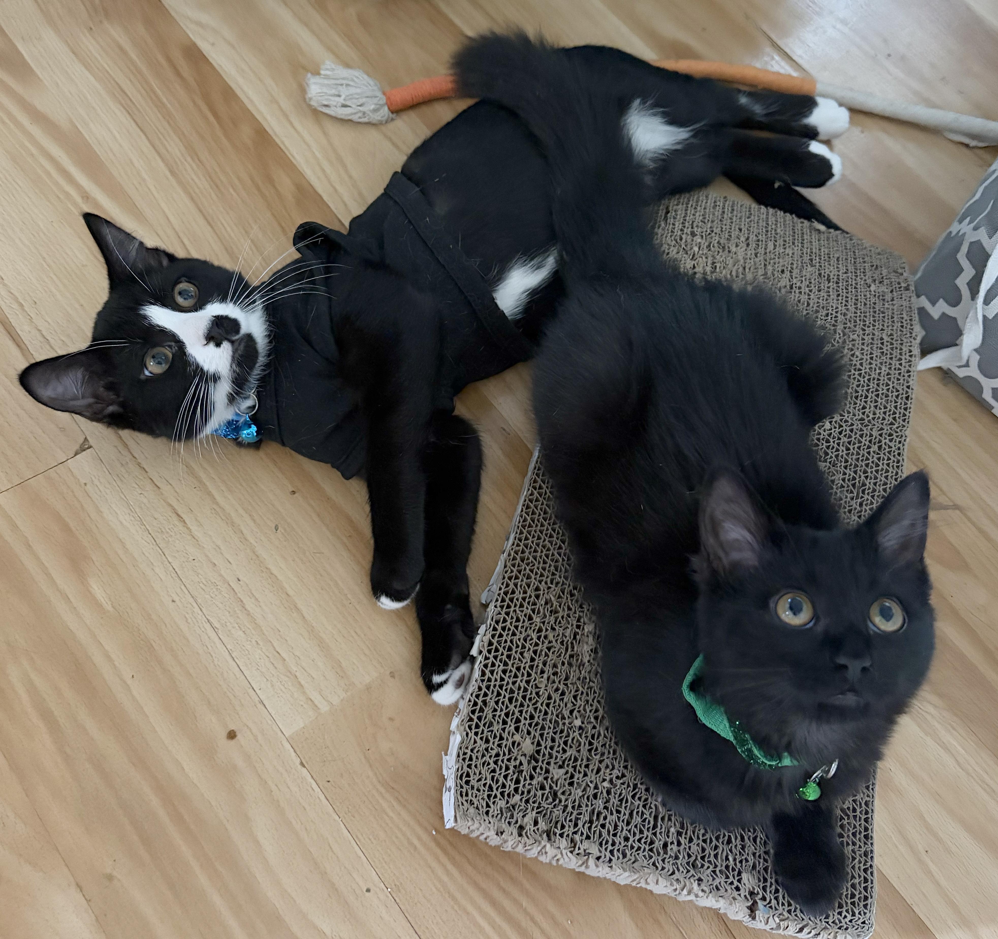 Enlarge Chachi, a Adoptable Domestic Short Hair in Parkville, MO image 5/6