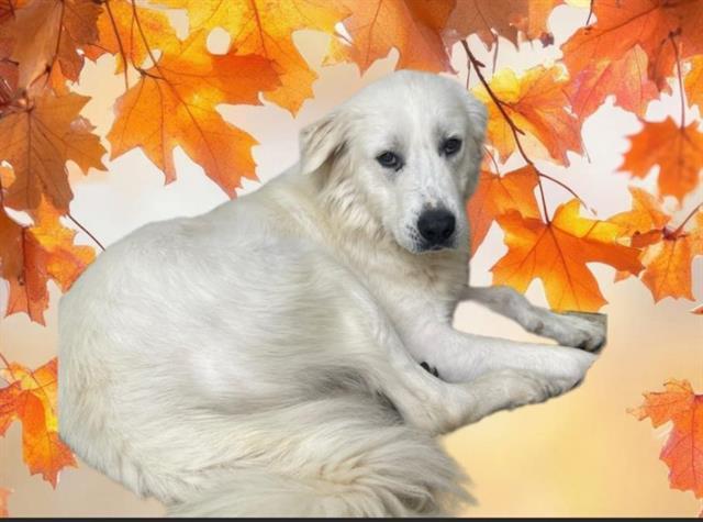 Enlarge JINORA, a Adoptable mixed breed in Auburn, CA image 1/1