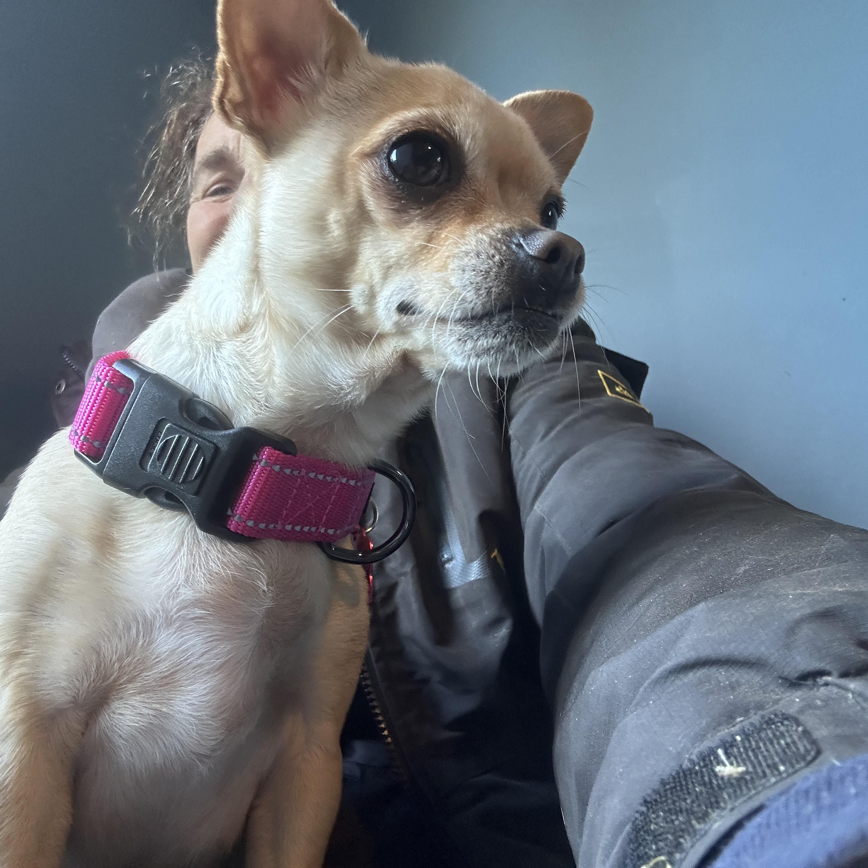 Enlarge Hope, a Adopted Chihuahua in Sheridan, OR image 1/6