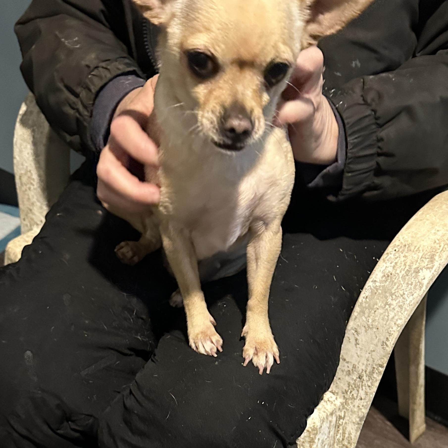 Enlarge Hope, a Adopted Chihuahua in Sheridan, OR image 6/6