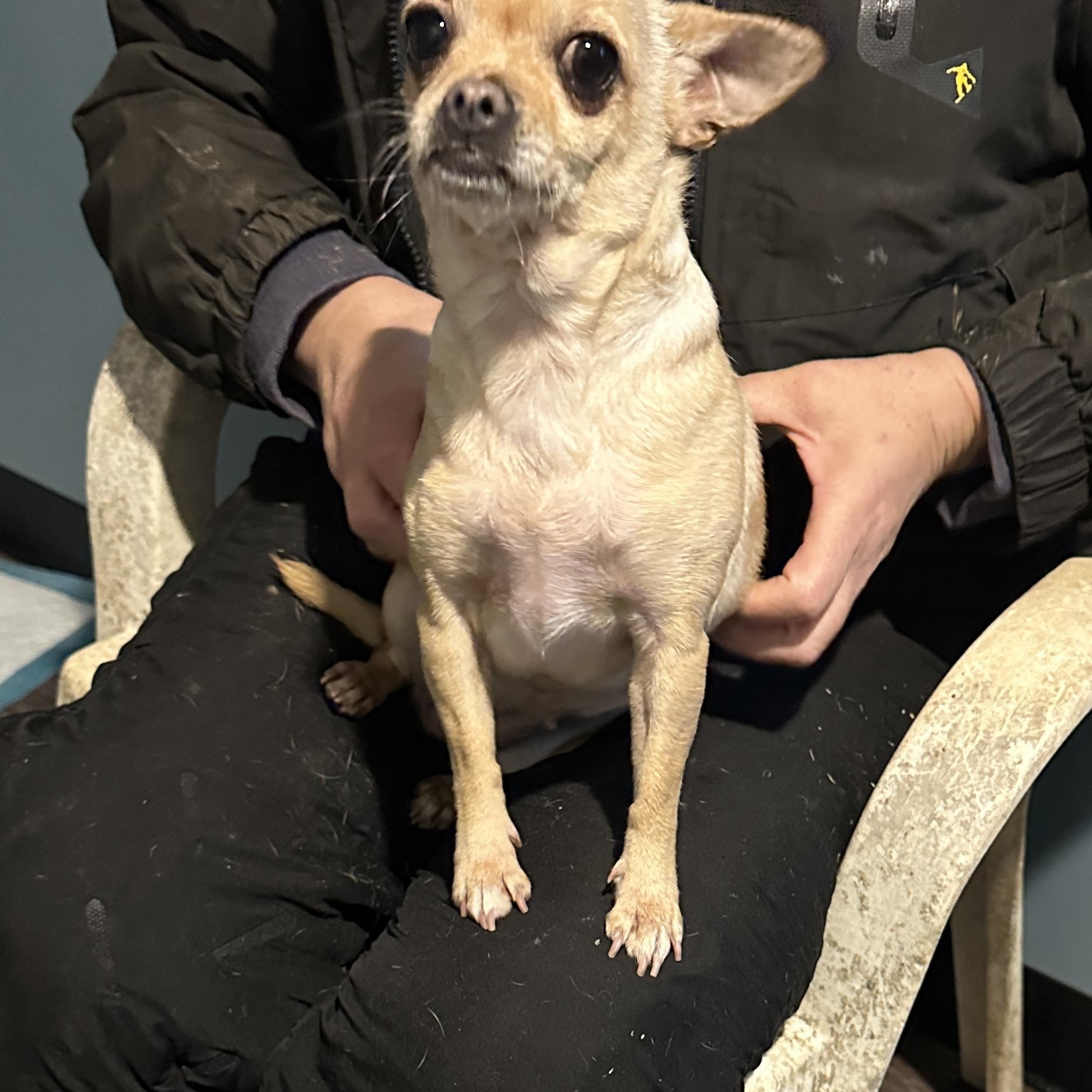 Enlarge Hope, a Adopted Chihuahua in Sheridan, OR image 2/6